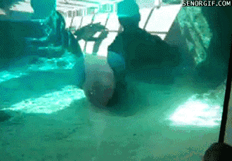 aquarium fun
