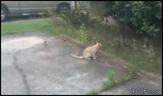 cat does not like getting troubled