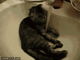 cat enjoying water stream