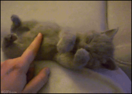 cat enjoying