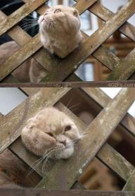 cat gets stuck in fence