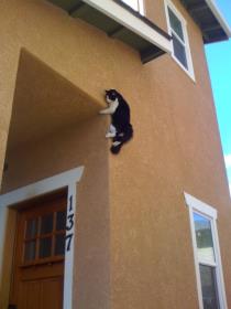 cat illusion