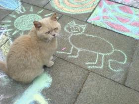 cat on road