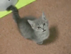 cat wants more food