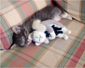 catception cat inception