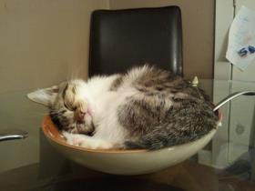 Zen and the art of napping