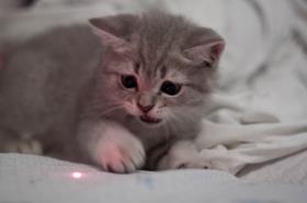 funny cat does not like red laser beam