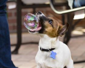 funny dog with soap bubble in mouth