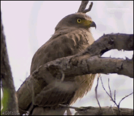 funny owl makes face