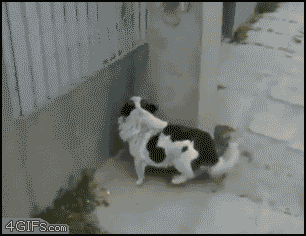 funny spiderman dog climbs up a wall