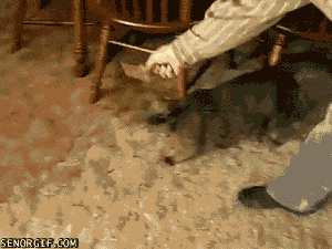 hilarious cat antic