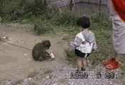 hilarious monkey round house kicks a kid