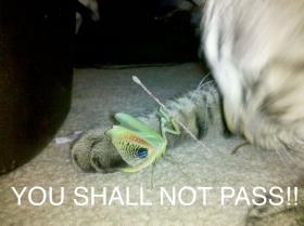 praying mantis vs cat