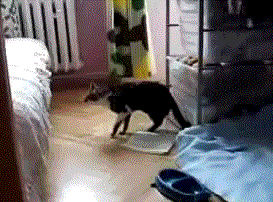 silly cat fail